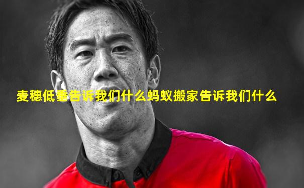 麦穗低垂告诉我们什么蚂蚁搬家告诉我们什么